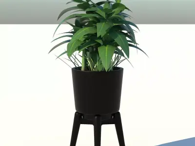 Dracaena and Pot 2 3D model
