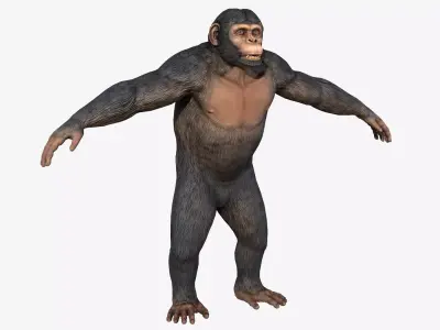Chimpanzee Low-poly 3D model