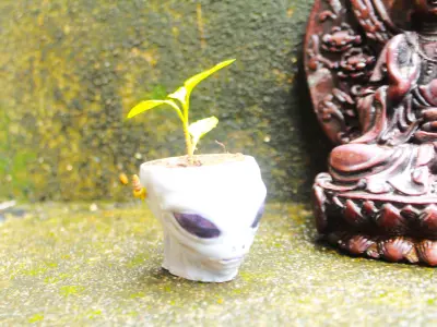 Alien head Halloween decoration plant pot flowerpot and bowl 3D print model