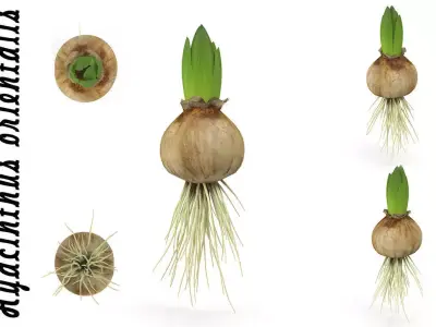 Hyachinth sprout 3D model