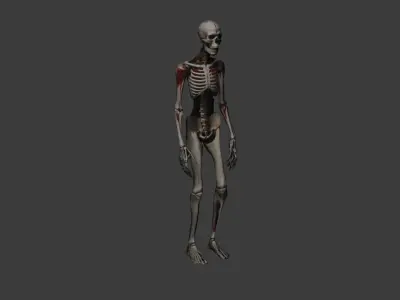 Bloody Skeleton Enemy Model Perfect for Horror Games Free low-poly 3D model