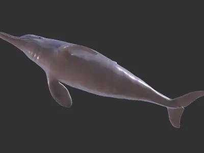 Chinese Dolphin Low-poly 3D model