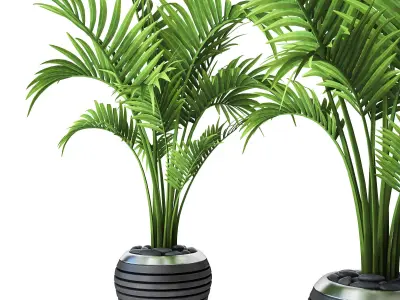 Palm Howea 3 3D model