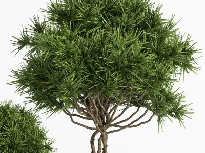 Outdoor Plants tree 04 3D model