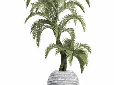 Plants Collection 184 Palm 3D model