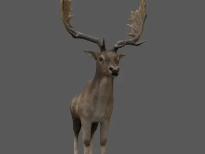 Fallow Deer Male Low-poly 3D model
