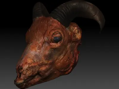 Skinned Sheeps Head High Detail Scan With Texture 3D model