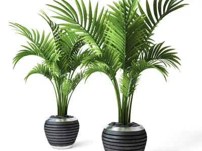 Palm Howea 3 3D model