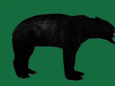 American Black Bear Low-poly 3D model