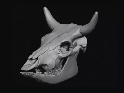 Cattle Skull 3D model