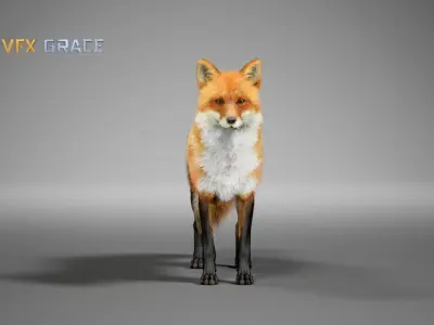 Red Fox  UE Character Asset 3D model