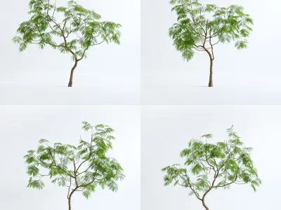 Everfresh Tree 3M - Cojoba arborea var angustifolia 3D model