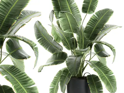 Decorative banana palms in flower pots for the interior 588 3D model