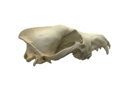 Skull - Wolf Low-poly 3D model