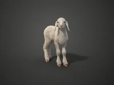 Baby Assaf Sheep Rigged VFX Grace  3D model