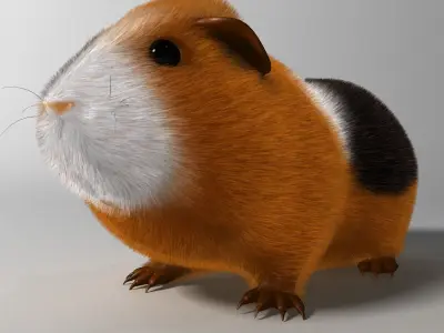 Guinea pig  Cavia porcellus Rigged Low-poly 3D model