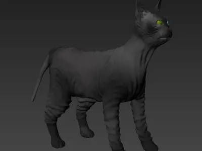 Cat Sphynx   3D model
