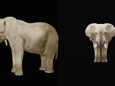 African Elephant Low-poly 3D model