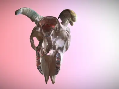 Photorealistic scanned low poly cow skull with removable horns Low-poly 3D model