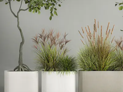 Decorative Trees In Concrete Pots For Landscaping 3D model