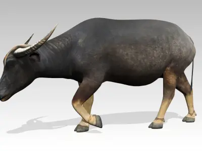 Water Buffalo Animated Low-poly 3D model