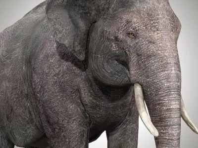 Asian Elephant Rig 3D model