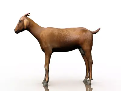 goat 3d model 3D model buy