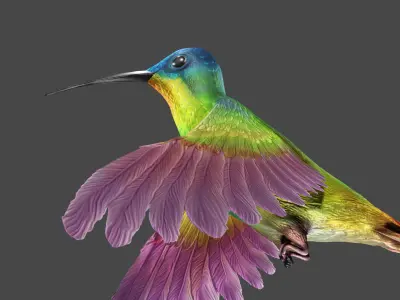 The Flying Hummingbird  3D model