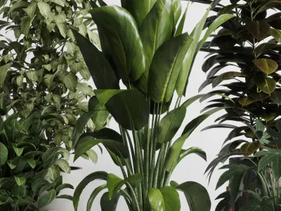 Indoor Outdoor plant Set 289 plant ficus rubbery 3D model