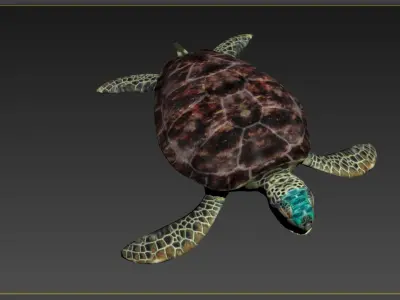 Green Sea turtle sea green pacific asian tropical atlantic 3D model