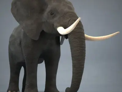 Elephant with long tusks 3D model