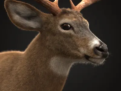 Deer ANIMATED XGEN CORE 3D model