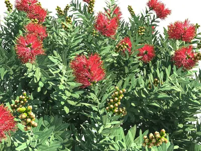 Callistemon Citrinus Little John 3D model