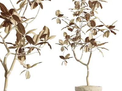 AV HousePlants Japandi Minimalism Ficus Dracaena Marginata08 3D model