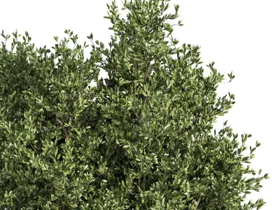 Outdoor Plants Tree in Metal Box 04 3D model