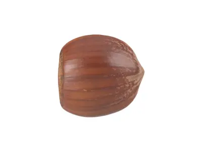 Photorealistic Hazelnut 3D Scan 2 3D model