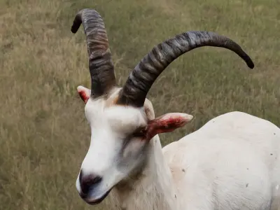  Goat 3D Model Low-poly 3D model
