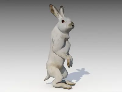 Arctic hare Low-poly 3D model
