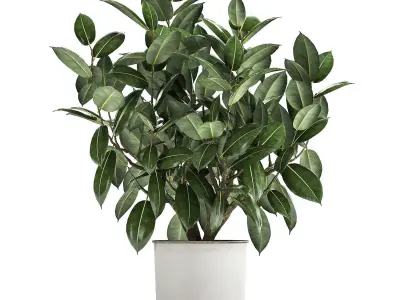 Ficus tree in a pot for the interior 864 3D model