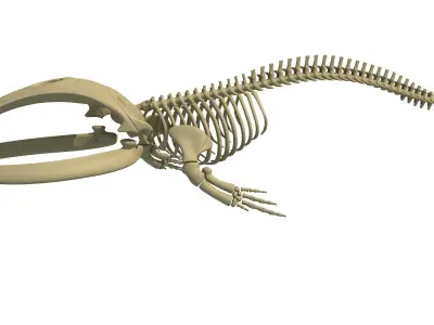 Right Whale Skeleton 3D model