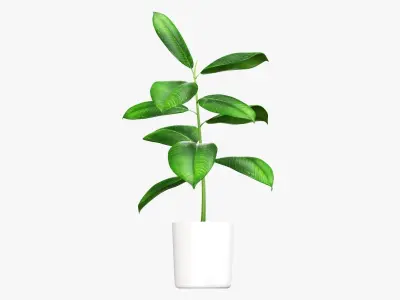Potted plant decorative 03 3D model