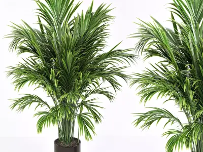 indoor plant 02 3D model