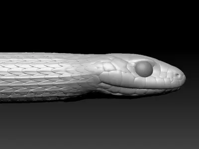 Garter Snake Zbrush Model 3D model