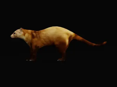 American Pine Marten Low-poly 3D model