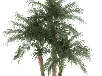 Decorative Phoenix roebelenii palm in a street flowerpot 621 3D model