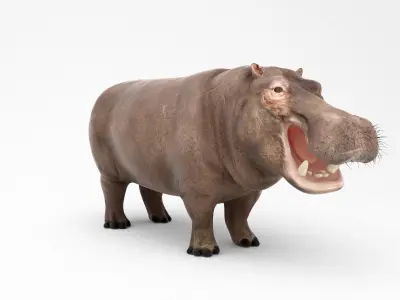 Hippopotamus Mid Poly and High Poly 3D model