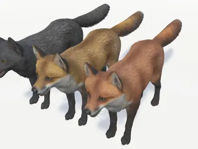 Fox - Male Low-poly 3D model