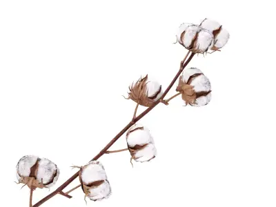 Cotton Plant 3D model