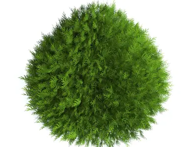Thuja Shrub IV 3D model