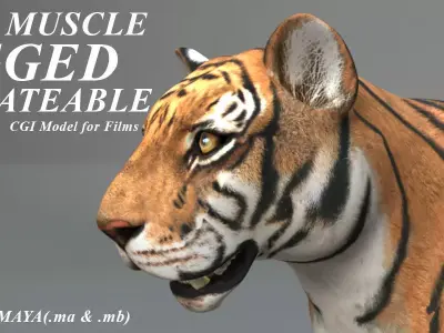 Muscle Rigged Tiger  3D model
